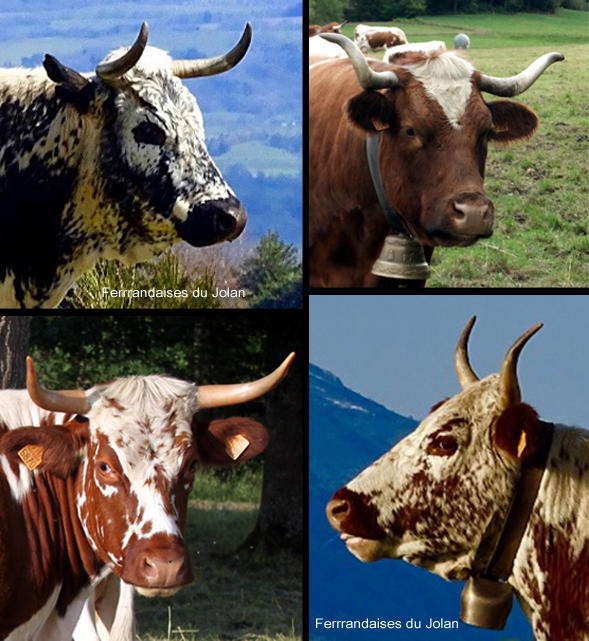 Vachement belle
spectacle pour l'amour des vaches ferrandaises par Véronique Blot
Crédit Photo Véronique Blot et Les Ferrandaises du Jolan Mosaïque de 4 têtes de vaches ferrandaises avec joli cornage : une noire et
blanche poudrée, une rouge et blanche barrée, une rouge et blanche breignée et une
rouge et blanche poudrée