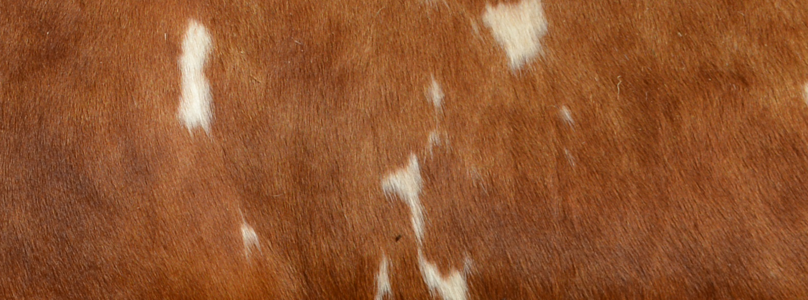 Vachement belle
spectacle pour l'amour des vaches ferrandaises
par Véronique Blot Pelage d'une vache ferrandaise barrée rouge